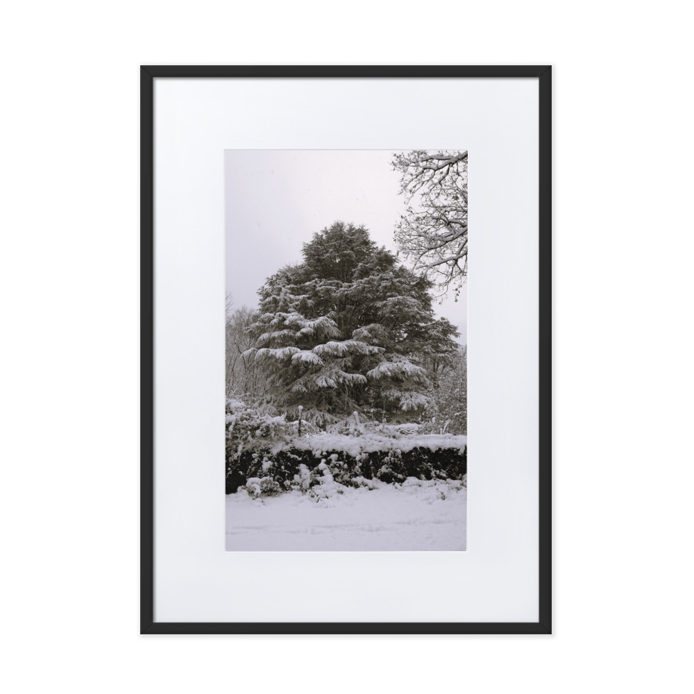 "Cedro Del Libano" - Imagen 3