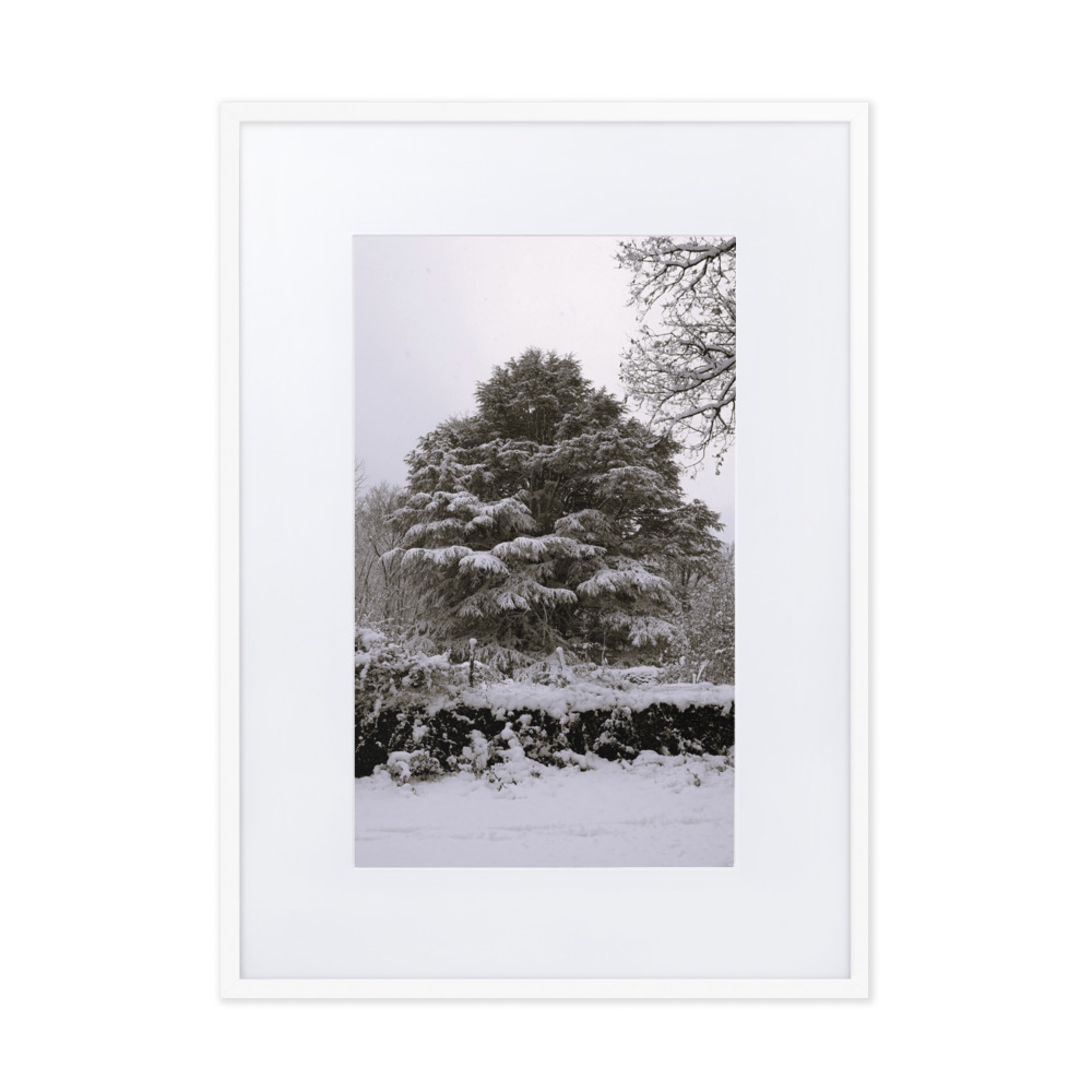 "Cedro Del Libano" - Imagen 2