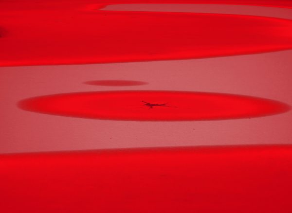 Fotografía artística en tonos rojos intensos que representa formas abstractas sobre una superficie helada.