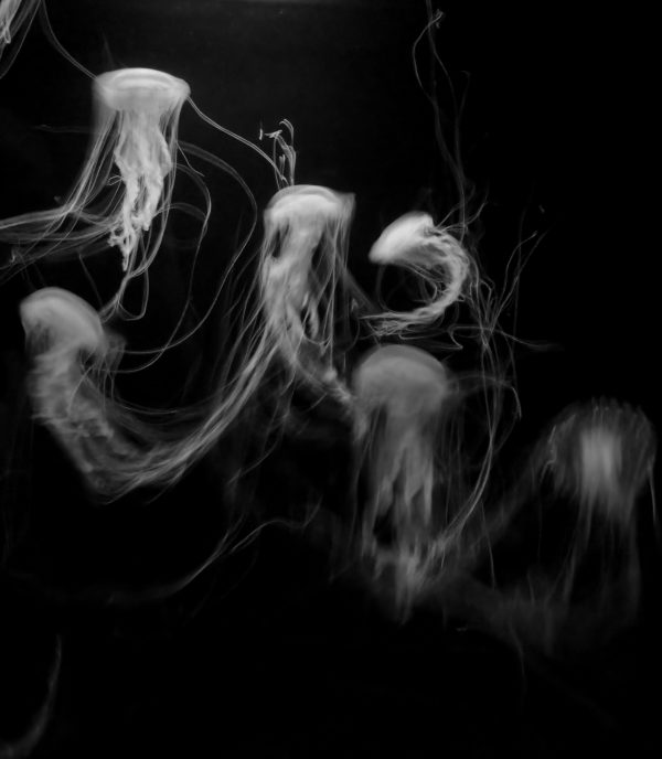 Fotografía artística de medusas en blanco y negro, flotando en un fondo oscuro”