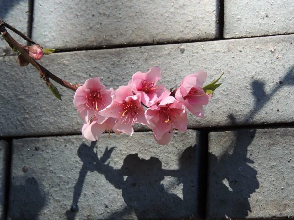 " Flor Rosa Y Gris" - Imagen 4