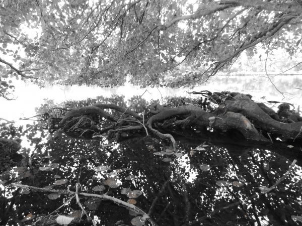 Fotografía artística en blanco y negro de raíces sobre agua en bosque natural