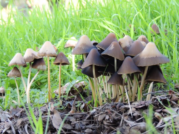 Fotografía artística de un grupo de hongos marrones creciendo entre hojas secas y hierba verde, enmarcada en una pared clara con plantas decorativas.