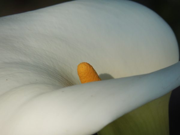 " Sexualidad Botánica" - Imagen 4