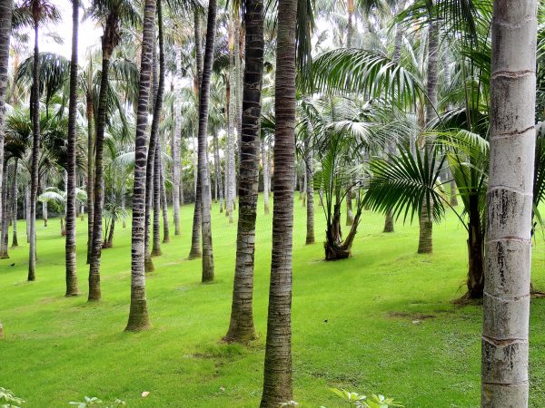 Bosque de palmeras – Fotografía artística para decoración tropical elegante