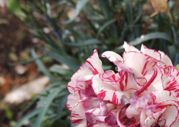 "Clavel" - Imagen 4