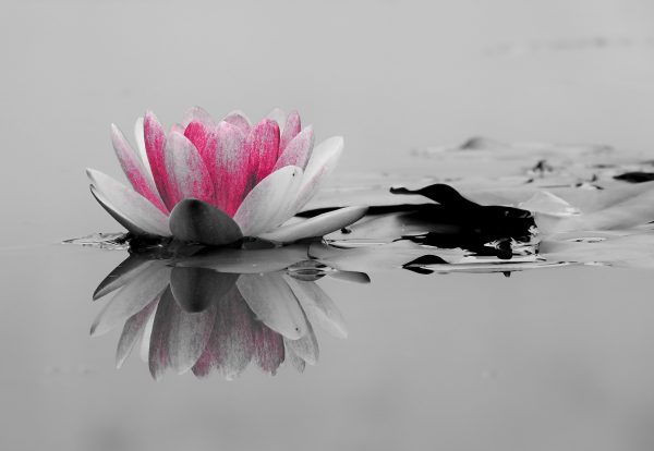 Fotografía artística de una flor de loto rosa sobre agua en blanco y negro, enmarcada y colgada en una pared de estilo minimalista y elegante.