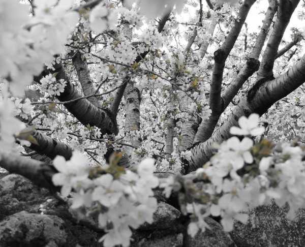 Fotografía artística de ramas de cerezo en flor vistas desde abajo, con flores blancas en primer plano y un toque selectivo de color en los brotes.