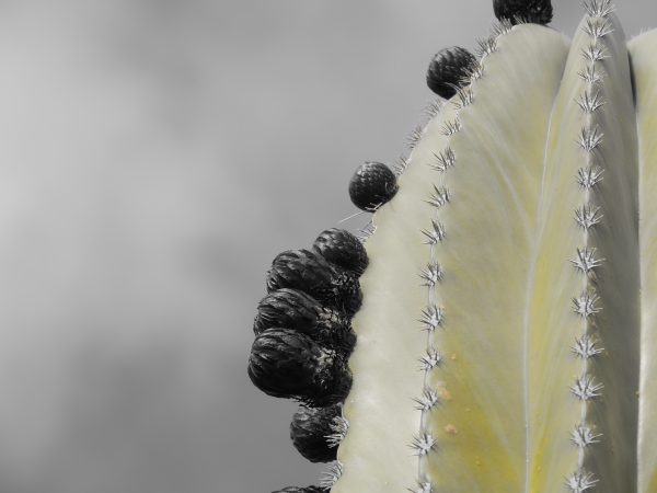 cactus y sus dos lados, loas espinas y flores apunto de nacer, lamina edicion limitada