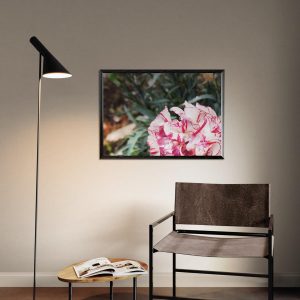 Clavel – Fotografía botánica para decoración floral exótica