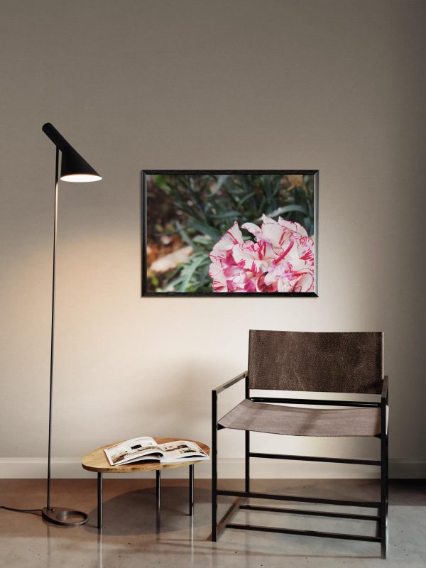 Clavel – Fotografía botánica para decoración floral exótica