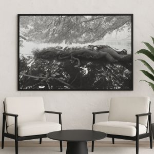 Fotografía artística en blanco y negro de raíces sobre agua en bosque natural