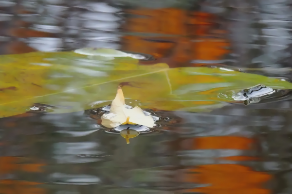 "En Lamina Hojas En El Agua" - Imagen 4