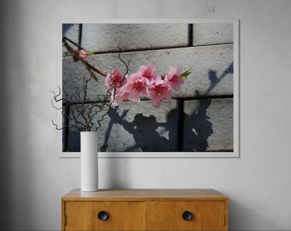 Sombra en flor – Fotografía artística de detalle floral para arte en casa