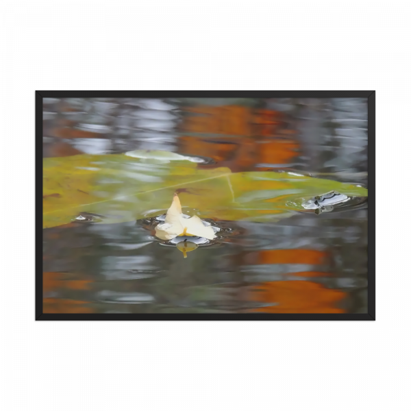 Fotografía artística de hojas flotando en agua tranquila – Decoración natural y serena