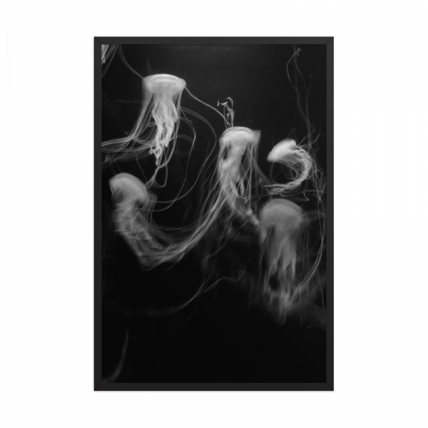 "Medusas" - Imagen 2