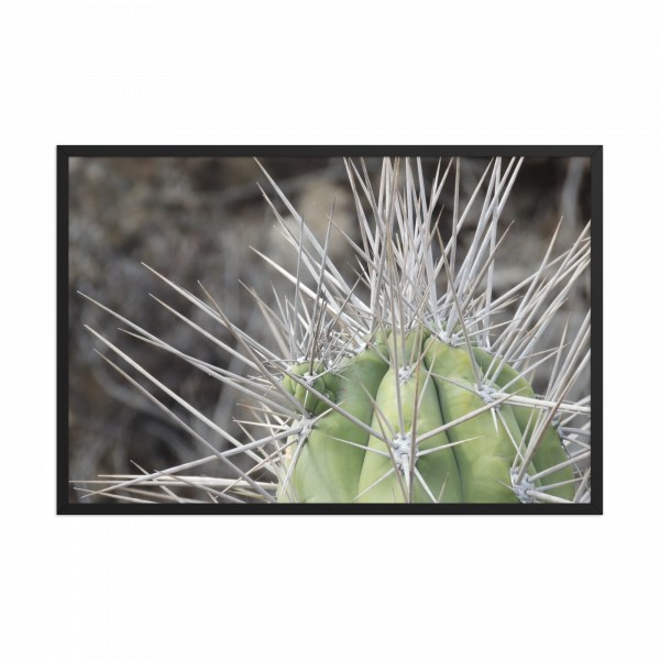 Fotografía artística de cactus en primer plano con espinas afiladas