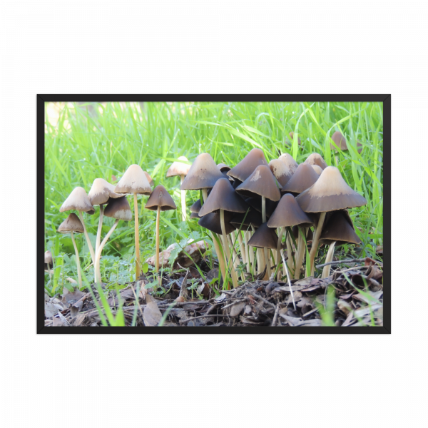 "Setas" - Imagen 2