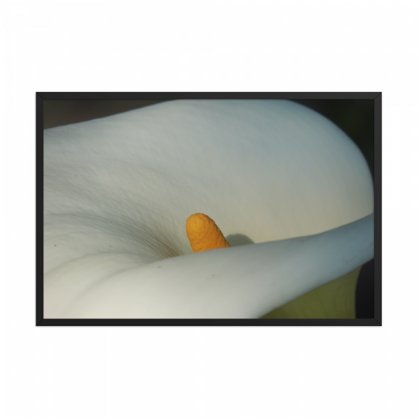Fotografía floral para decoración natural