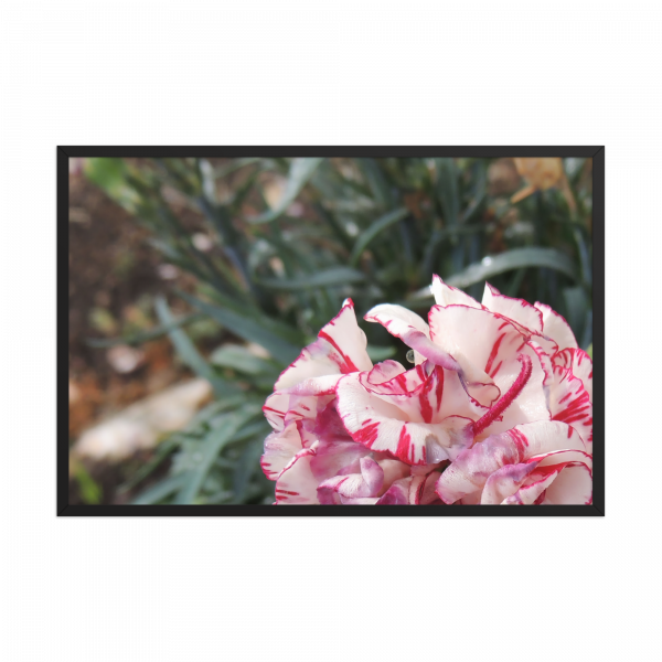 "Clavel" - Imagen 2