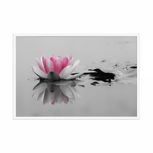 "Reflejo En Nenúfar" - Imagen 3