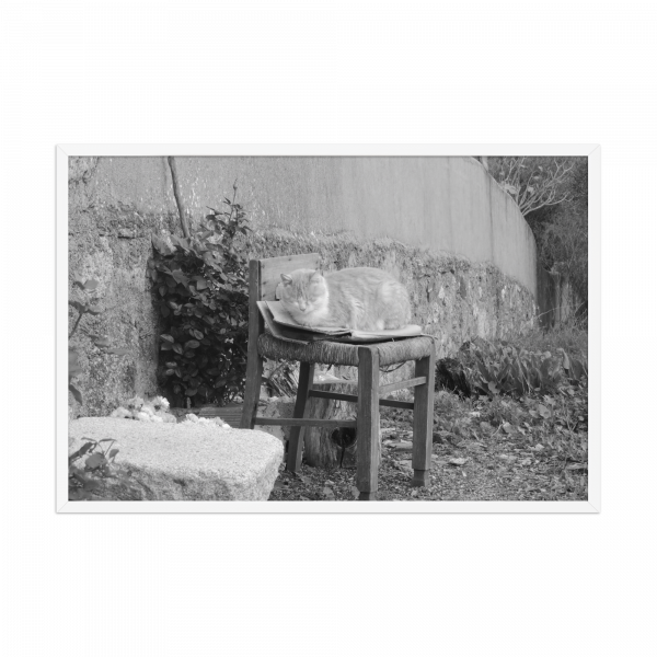 Fotografía artística en blanco y negro de gato durmiendo en una silla rústica