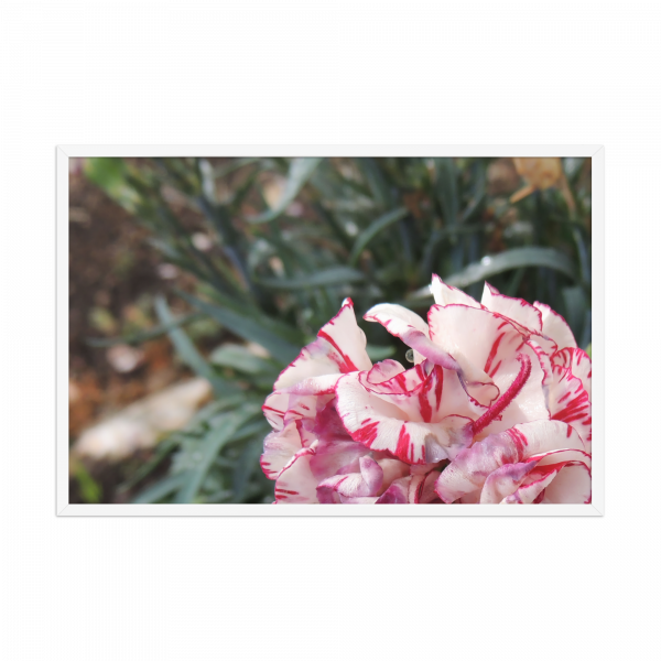 "Clavel" - Imagen 3
