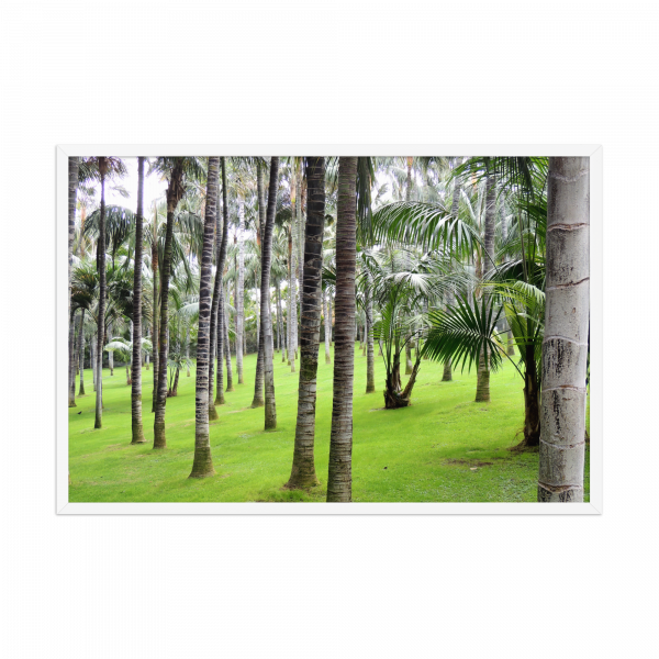 "Bosque De Palmeras" - Imagen 3