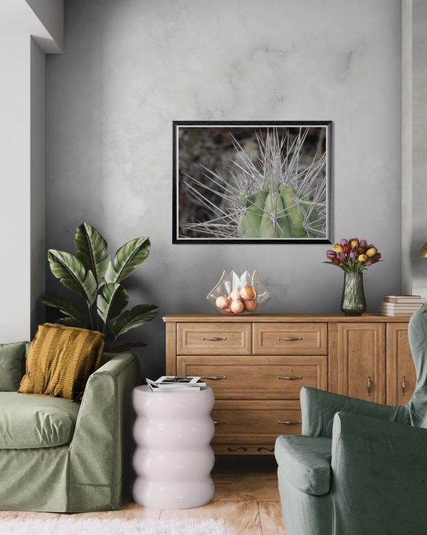 Fotografía artística de cactus en primer plano con espinas afiladas