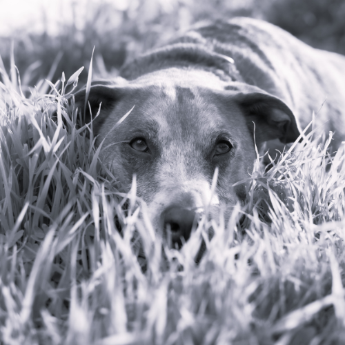 Perro entre la hierba – Fotografía emocional en blanco y negro
